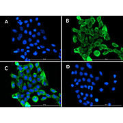 Anti-PI3 Kinase p55 gamma (PIK3R3) (GOAT) Antibody