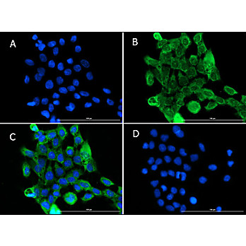 Anti-PI3 Kinase p55 gamma (PIK3R3) (GOAT) Antibody