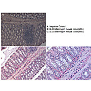 Anti-Mouse IL-18 (RABBIT) Antibody