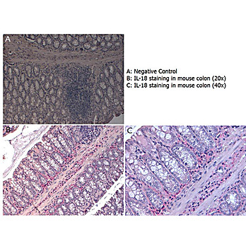 Anti-Mouse IL-18 (RABBIT) Antibody