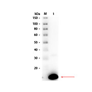 Anti-RIBONUCLEASE A (Bovine Pancreas) (RABBIT) Antibody Peroxidase Conjugated