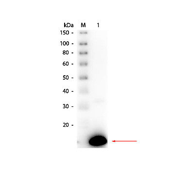 Anti-RIBONUCLEASE A (Bovine Pancreas) (RABBIT) Antibody Peroxidase Conjugated