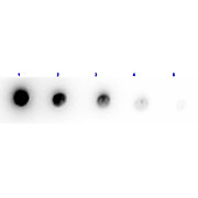 Anti-ACID PHOSPHATASE (Potato) (RABBIT) Antibody Biotin Conjugated