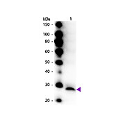 Anti-TRYPSINOGEN (RABBIT) Antibody Peroxidase Conjugated