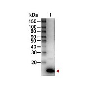 Anti-Human IL-9 (RABBIT) Antibody Peroxidase Conjugated