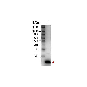 Anti-Human IL-9 (RABBIT) Antibody Peroxidase Conjugated