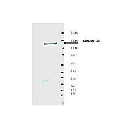 Anti-Spa310 (pRb2/p130) (RABBIT) Antibody