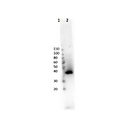 Anti-Lac I (RABBIT) Antibody