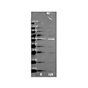 Anti-CATALASE (Bovine Liver) (RABBIT) Antibody Biotin Conjugated