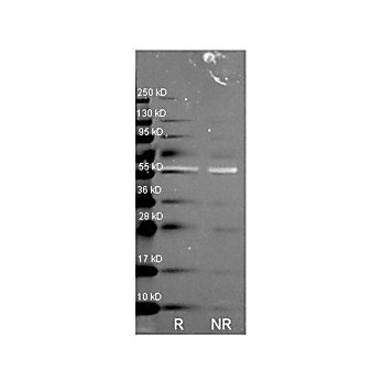 Anti-CATALASE (Bovine Liver) (RABBIT) Antibody Biotin Conjugated