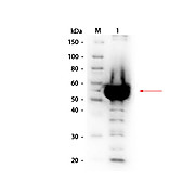 Anti-ALPHA AMYLASE (Bacillus amyloliquefaciens) (RABBIT) Antibody Biotin Conjugated