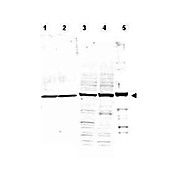 Anti-ALPHA-TUBULIN (RABBIT) Antibody