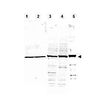 Anti-ALPHA-TUBULIN (RABBIT) Antibody