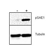 Anti-SUMO Activating Enzyme E1 (SAE1) pS185 (RABBIT) Antibody