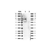 Anti-Nrf2 (RABBIT) Antibody