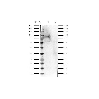 Anti-Nrf2 (RABBIT) Antibody