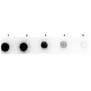 Anti-XANTHINE OXIDASE (Buttermilk) (RABBIT) Antibody Peroxidase Conjugated