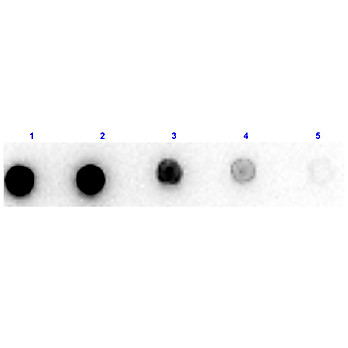 Anti-XANTHINE OXIDASE (Buttermilk) (RABBIT) Antibody Peroxidase Conjugated