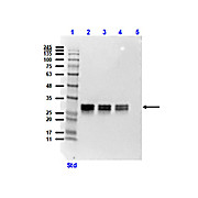 Anti-GFP (MOUSE) Monoclonal Antibody