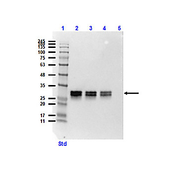 Anti-GFP (MOUSE) Monoclonal Antibody