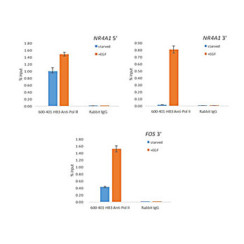 Anti-POL II (RABBIT) Antibody