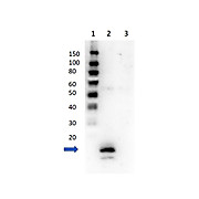 Anti-AVIDIN (Egg White) (RABBIT) Antibody