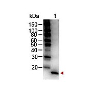 Anti-Mouse IL-1ß (RABBIT) Antibody Peroxidase Conjugated