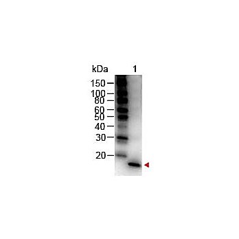 Anti-Mouse IL-1ß (RABBIT) Antibody Peroxidase Conjugated