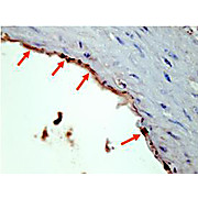 Anti-HA EPITOPE TAG (RABBIT) Antibody