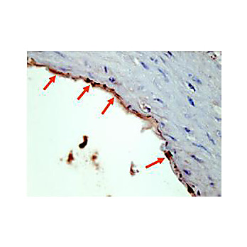 Anti-HA EPITOPE TAG (RABBIT) Antibody
