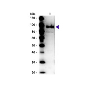 Anti-PHOSPHO ENOL PYRUVATE CARBOXYLASE (RABBIT) Antibody
