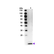 Anti-Human MIP-3a (RABBIT) Antibody Biotin Conjugated