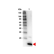 Anti-Human IL-4 (RABBIT) Antibody Biotin Conjugated