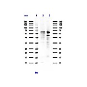 Anti-PIAS1 (RABBIT) Antibody