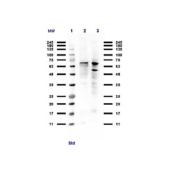 Anti-PIAS1 (RABBIT) Antibody