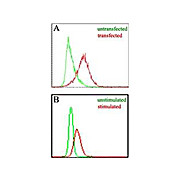 Anti-Mouse EBI-3 (RAT) Monoclonal Antibody