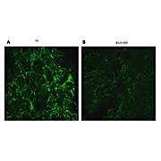 Anti-Ephrin B1, B2, B3 (RABBIT) Antibody