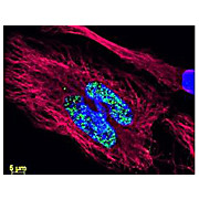 Anti-HA EPITOPE TAG (RABBIT) Antibody DyLight™