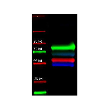 Anti-HUMAN TRANSFERRIN (RABBIT) Antibody Fluorescein Conjugated