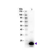 Anti-AVIDIN (Egg White) (RABBIT) Antibody Peroxidase Conjugated