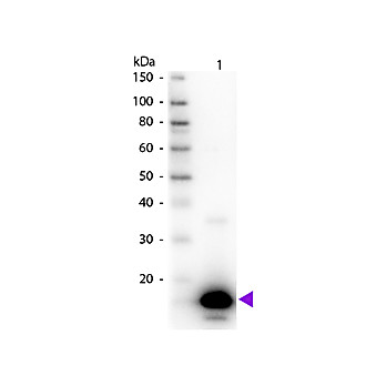 Anti-AVIDIN (Egg White) (RABBIT) Antibody Peroxidase Conjugated