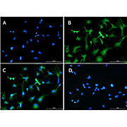 Anti-SLC40A1 (RABBIT) Antibody