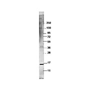 Anti-Swine TNFa (RABBIT) Antibody