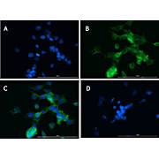Anti-MMP2 (RABBIT) Antibody