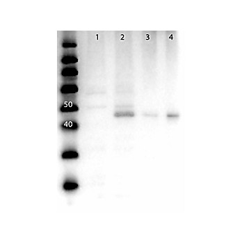 MEK2 N-Term Antibody 
