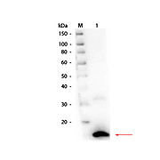 Anti-RIBONUCLEASE A (Bovine Pancreas) (RABBIT) Antibody