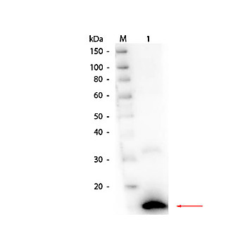Anti-RIBONUCLEASE A (Bovine Pancreas) (RABBIT) Antibody