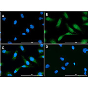 Anti-C9orf72 (CHICKEN) Antibody