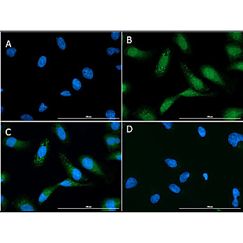 Anti-C9orf72 (CHICKEN) Antibody