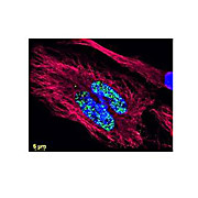 Anti-GOAT IgG (H&L) (RABBIT) Antibody DyLight™